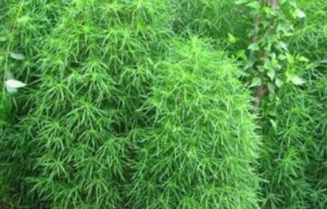 扫帚菜的种植方法