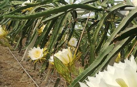 霸王花如何种植（霸王花如何种植的）