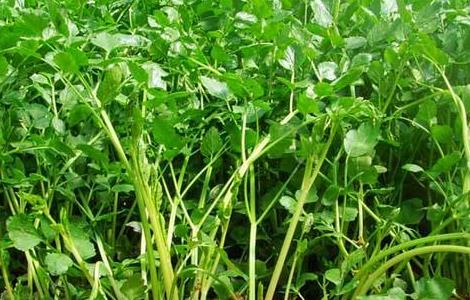 芹菜对环境条件的要求 芹菜种植对土壤的要求