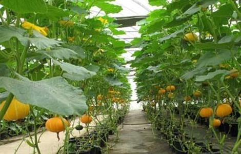 南瓜的种植条件 南瓜的种植条件是什么
