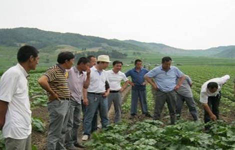 南瓜的田间管理技术 南瓜种植技术和田间管理