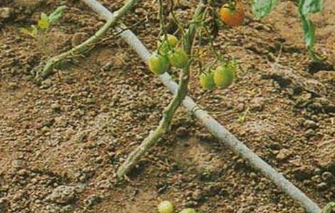番茄的落花落果原因及预防措施 番茄的落花落果原因及预防措施视频