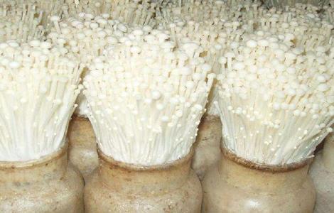 金针菇的栽培技术 金针菇的栽培技术视频