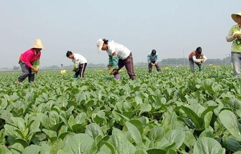 无公害蔬菜 栽培 技术