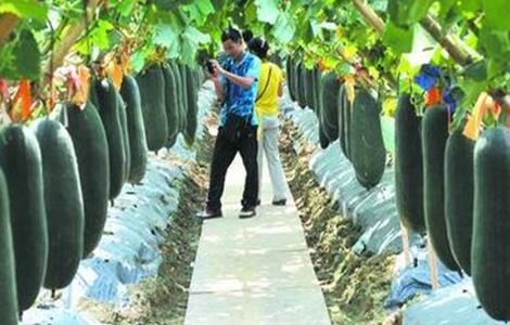 黑皮冬瓜的种植技术（黑皮冬瓜种植技术与管理视频教程）