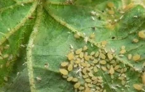 豆角蚜虫防治方法 豆角蚜虫的防治方法