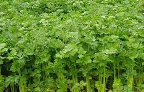 夏季芹菜的种植新技术 冬季芹菜种植