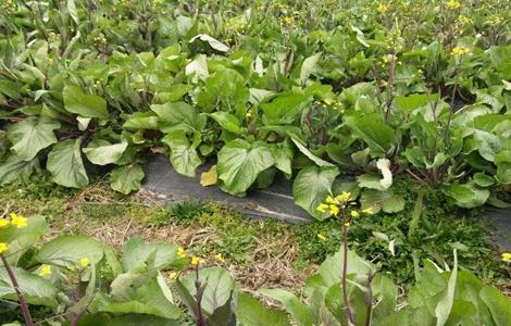 红菜苔高产种植技巧（怎样种植红菜苔可以高产）