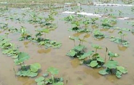 种植莲藕怎么施肥 种植莲藕怎么施肥好