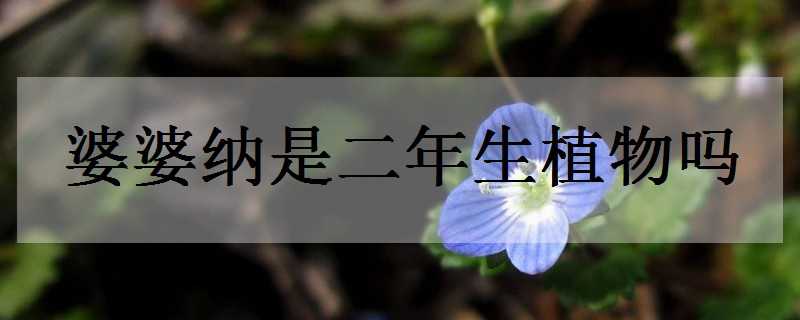 婆婆纳是二年生植物吗（婆婆纳生长季节）