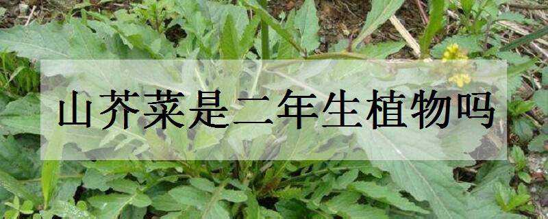 山芥菜是二年生植物吗（山芥菜是二年生植物吗能吃吗）