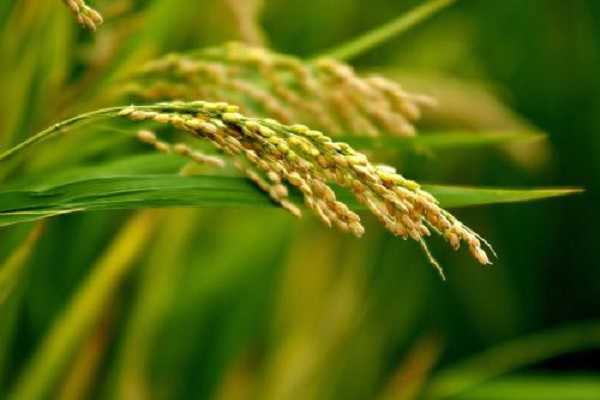 水稻拔节期是几月份，如何合理养护