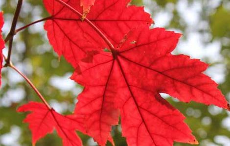 美国红枫扦插技术 美国红枫扦插的季节和技术