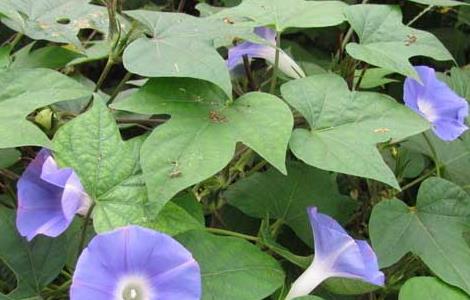 牵牛花有没有毒（牵牛花有毒吗图片大全）