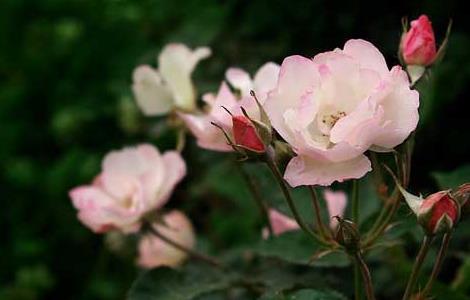 野蔷薇花语和传说