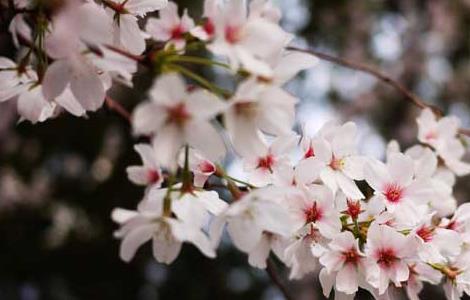 樱花树