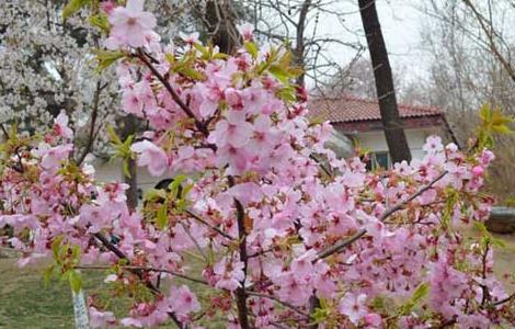 樱花树