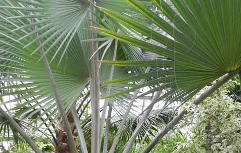 棕榈树的种植技术（棕榈树如何种植）