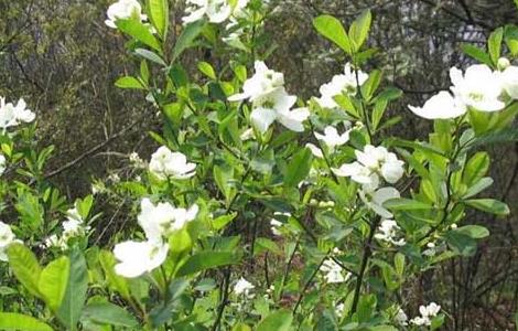 小叶栀子花