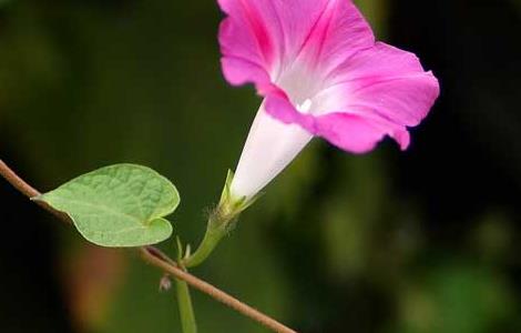 牵牛花种子价格