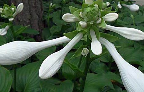 玉簪花种子价格及种植方法（玉簪花种子价格及种植方法）