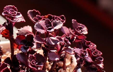 小球玫瑰的养殖方法和注意事项 玫瑰花的种植方法及养护
