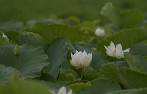 水芙蓉