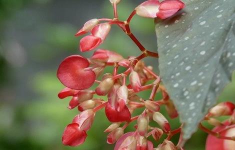 竹节海棠