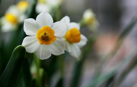 水仙花