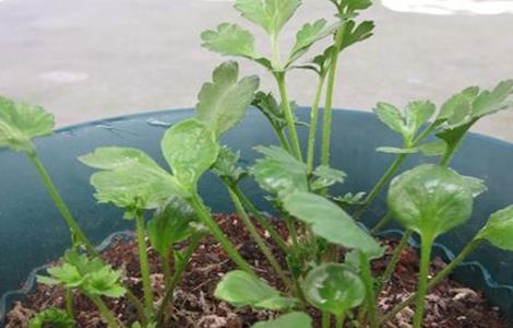 花毛茛 繁殖 方法