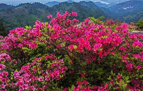 映山红的栽培技术（映山红栽培技术规程）