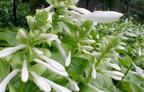 玉簪花的养殖方法和注意事项 耐寒零下30度的庭院花