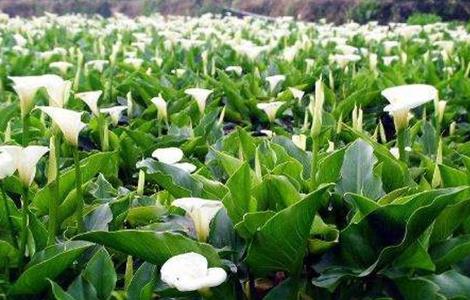 海芋 繁殖方法