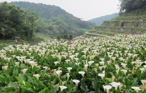 海芋 种植方法