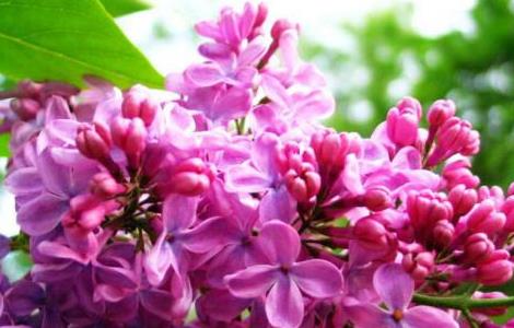 盆栽丁香花的种植方法 盆栽丁香花的种植方法和时间