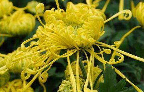 菊花的生长习性（菊花生长特征）