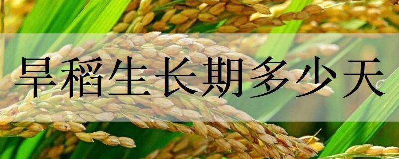 旱稻生长期多少天 旱稻生长期多少天怎么算