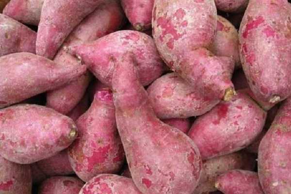20亩红薯利润多少，一亩的收入有多少 种植一亩红薯的利润有多少?