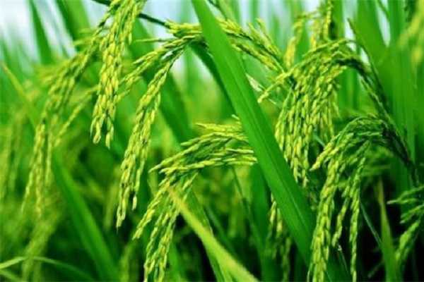 什么是水稻的倒二叶，如何进行分辨 水稻倒一叶与倒二叶