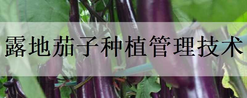 露地茄子种植管理技术 露地茄子种植管理技术 新闻