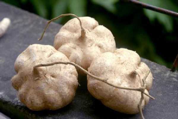 凉薯发芽了怎么种盆栽，方法有哪些 怎样种植凉薯