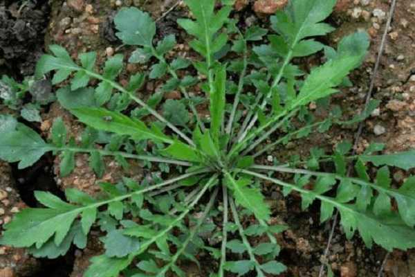 荠菜种子怎样催芽，荠菜的种植方法（荠菜种子怎么种植方法）