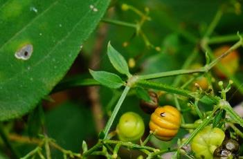 茜草 茜草