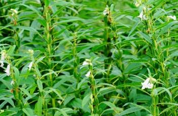 芝麻种植技术 芝麻种植技术