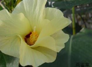 棉花 棉花