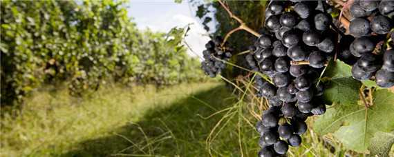 葡萄的生长环境和特点 葡萄适应什么环境生长