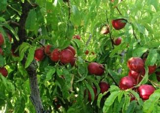 油桃 油桃的营养价值及功效与作用
