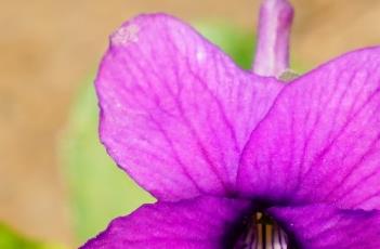 紫花地丁 紫花地丁