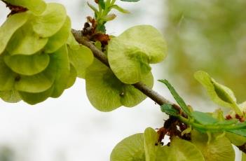 翅果 翅果菊