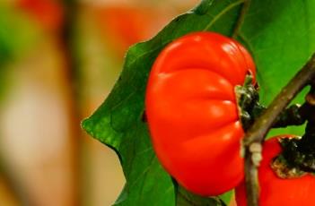 茄科 茄科植物的主要特征